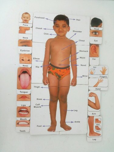 Magnet Body Part Puzzle